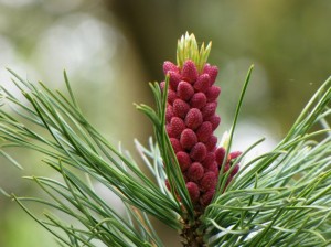 Pinus pumila Compacta, alpenden