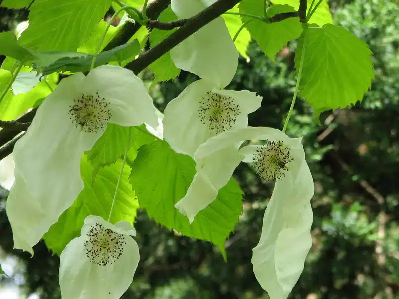 Westchinese vaantjesboom, Davidia involucrata