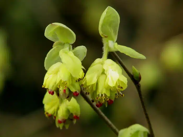 Ook vroeg: Chinese schijnhazelaar, Corylopsis sinensis