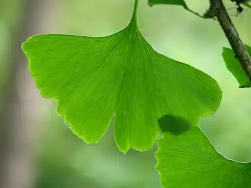 Ginkgo biloba