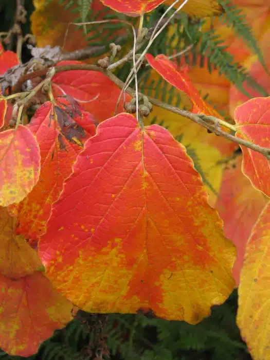 Hamamelis Intermedia Feuerzauber: toverhazelaar