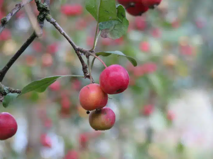 Malus Gorgeous: sierappel variant