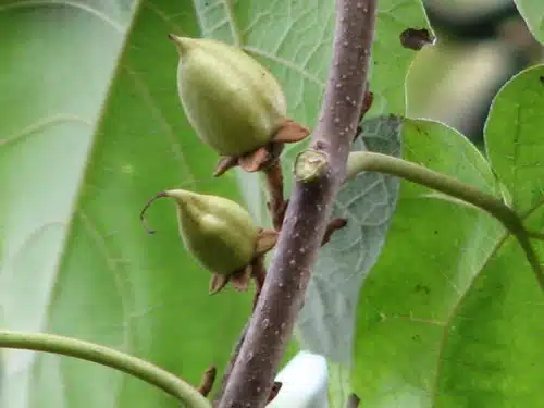 Chinese keizersboom, Pauwlonia tomentosa