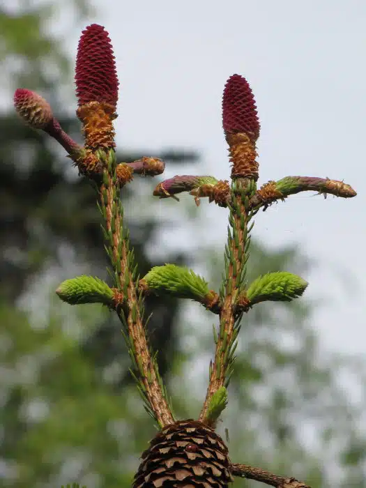 Picea abies Acrocona, fijnspar variant