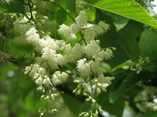 Pterostyrax hispida: Vleugelstorax bloeit in de zomer