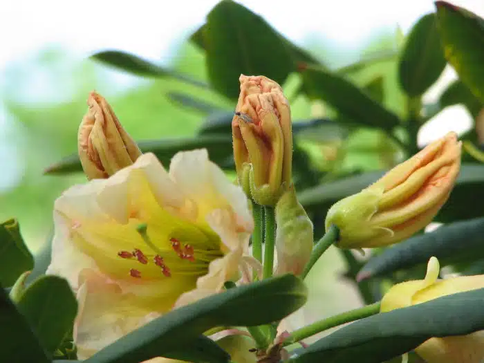 Rhododendron ‘Consolini’ Delight´