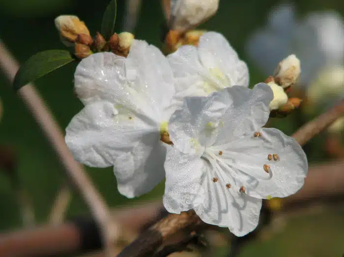 De vroegstbloeiende rodendron in Notoarestoen (feb-mrt): R. micronulatum, een wilde soort