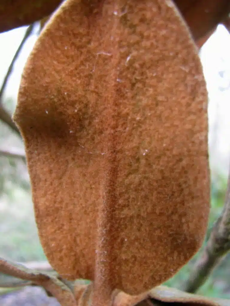 Indumentum: Bij sommige rododendronsoorten heeft het blad viltige beharing aan de onderzijde, soms dik en wollig soms dun. De beharing houdt de verdamping van vocht tegen bij warmte of kou.