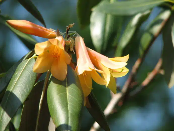 Rhododendron cinnabarinum