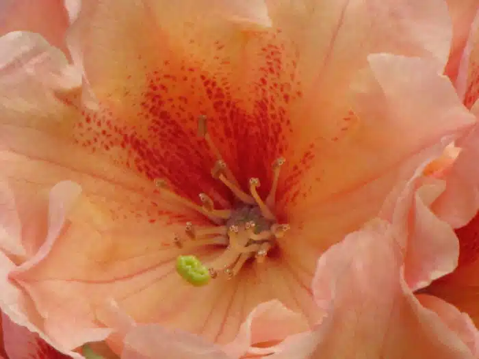 Honingvlek – De gekleurde vlekken of stippen in het hart van de rododendronbloem heet een macule of honingvlek. Deze is bedoel om bijen te lokken naar te nectar.