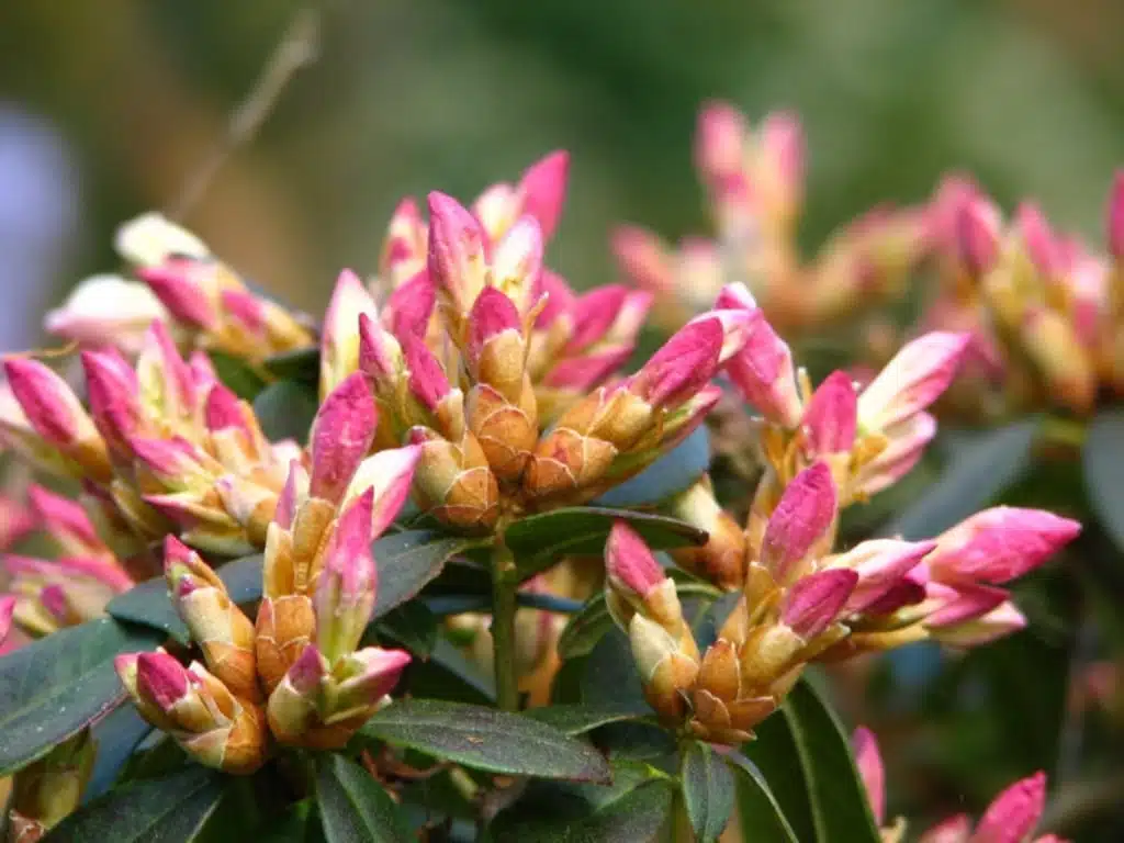 Rhododendron Ginny Gee – dwergrododendron