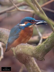 IJsvogel -Marion van der Ploeg